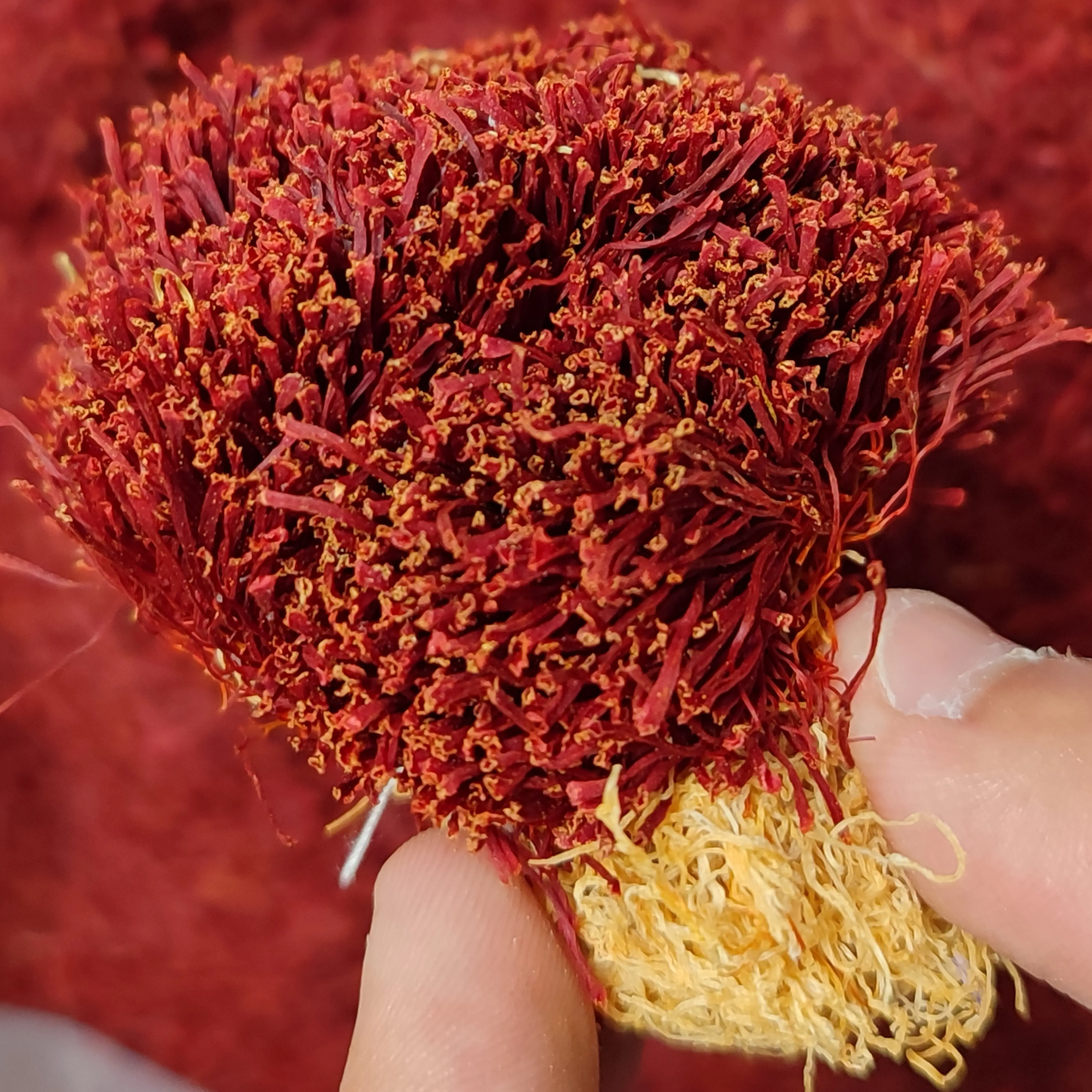 زعفران دخترپیچ